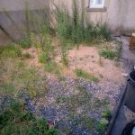 Cour envahie par les herbes hautes avant intervention