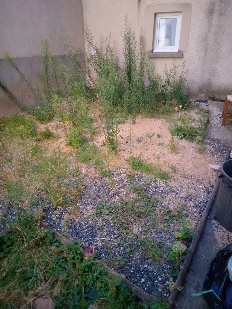 Cour envahie par les herbes hautes avant intervention